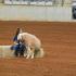The Southern Horse Bonanza